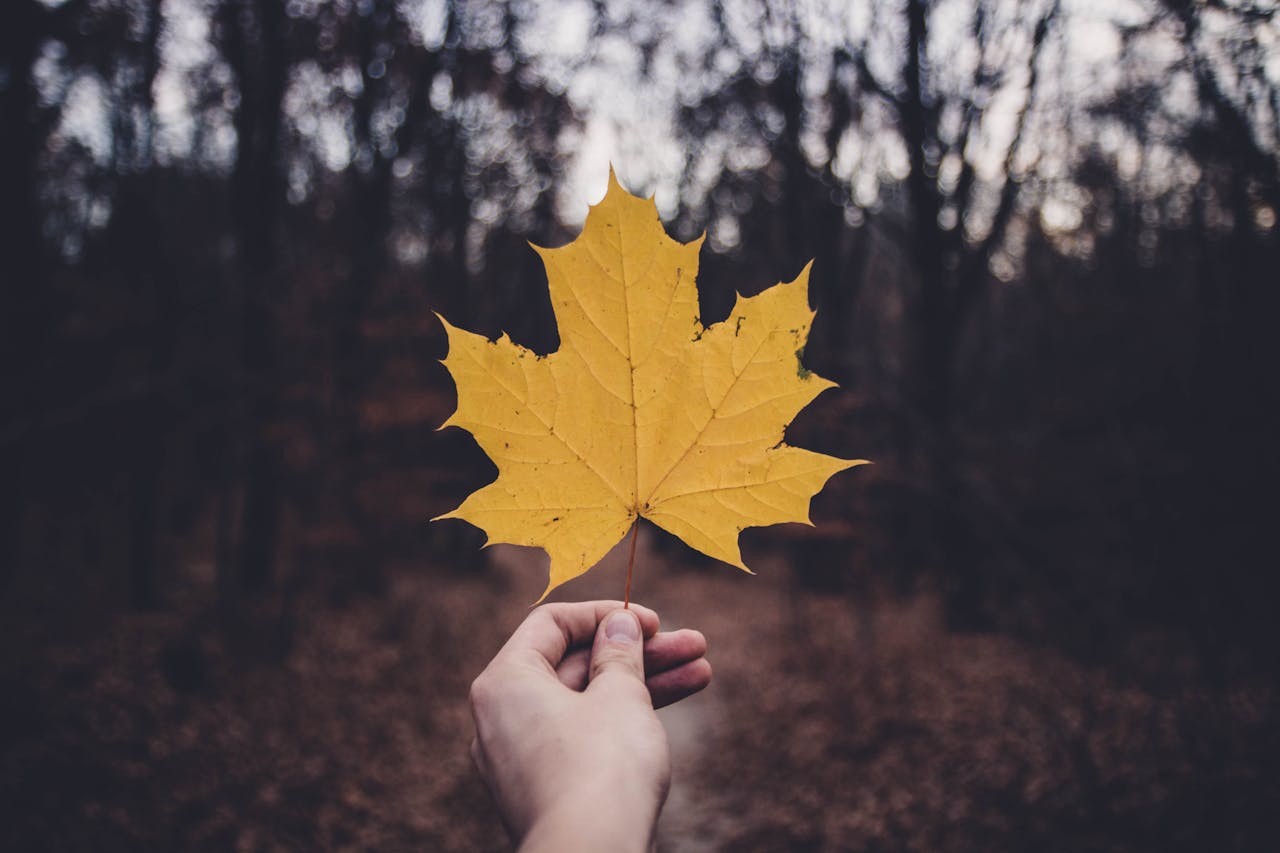 Close-up of a hand holding a yellow maple leaf with a blurred forest backdrop symbolizing autumn.