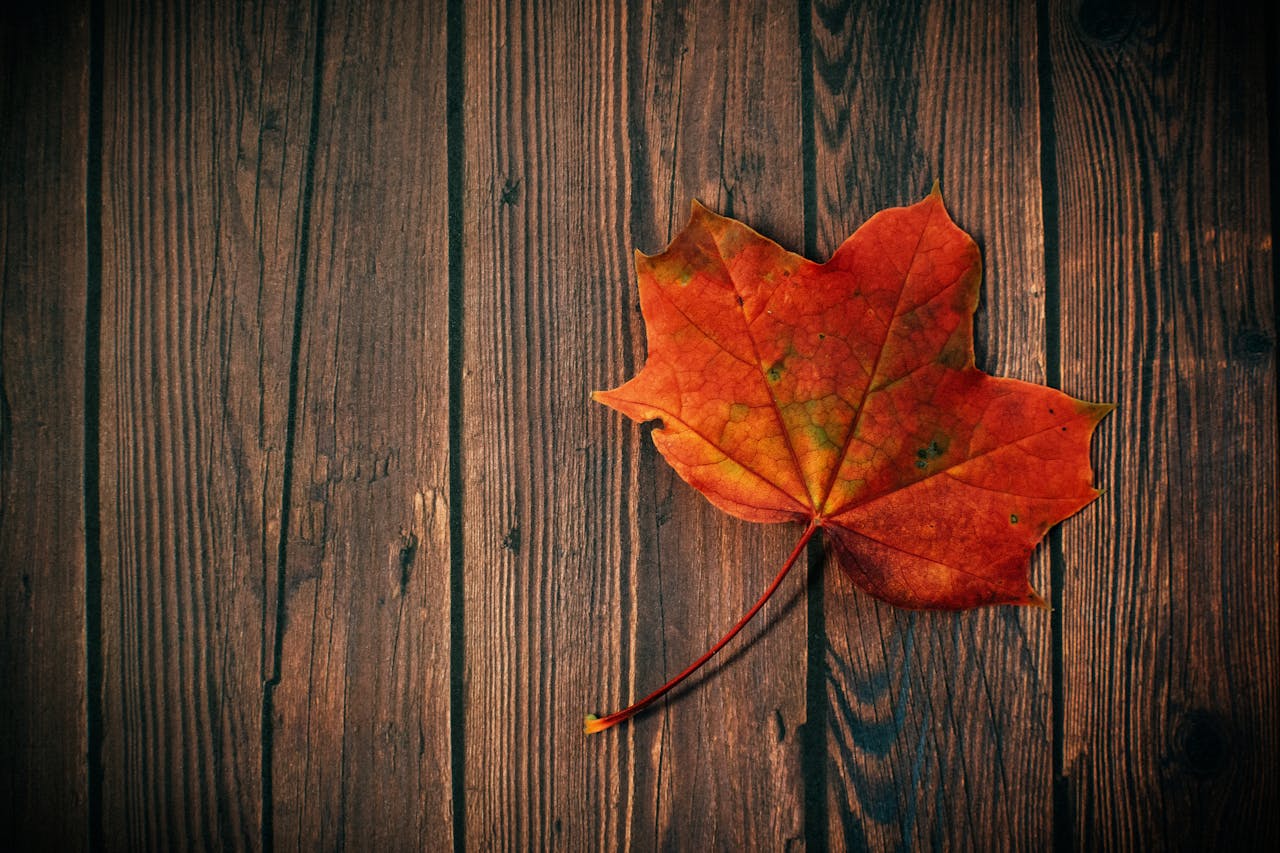 A colorful maple leaf rests on a wooden board, embodying autumn's essence.